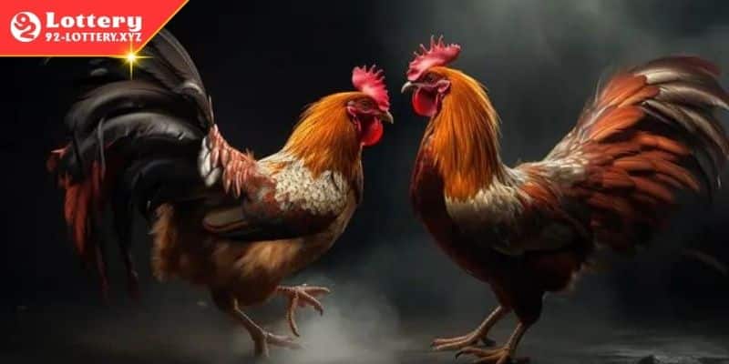 Quan sát gà chiến kỹ lưỡng trước khi chọn